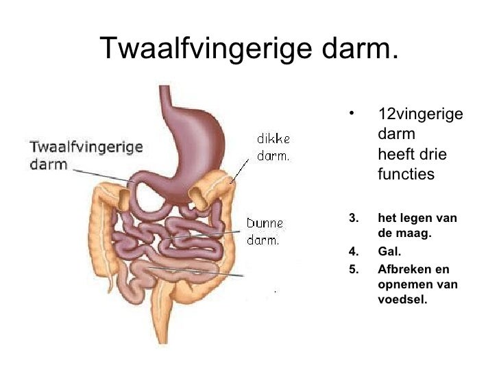 functie 12 vingerige darm
